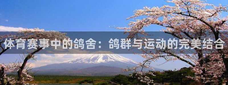 凯捷体育招商电话是多少啊：体育赛事中的鸽舍：鸽群与运
