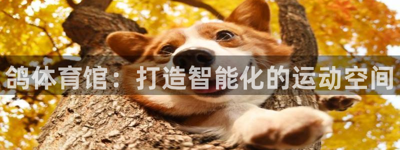 凯捷体育招商电话是多少啊：鸽体育馆：打造智能化的运动